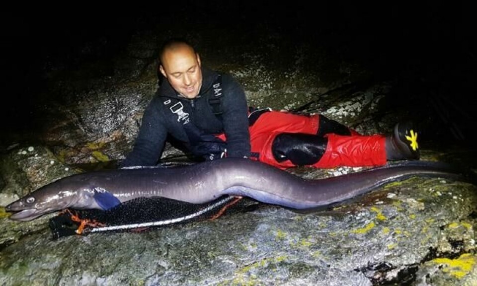 Artur Klavins med havålen på 25,65 kilo som han tok på stang fra land i Øygarden i helgen. Foto: Julian Haugland Artur Klavins med havålen på 25,65 kilo som han tok på stang fra land i Øygarden i helgen. Foto: Julian Haugland