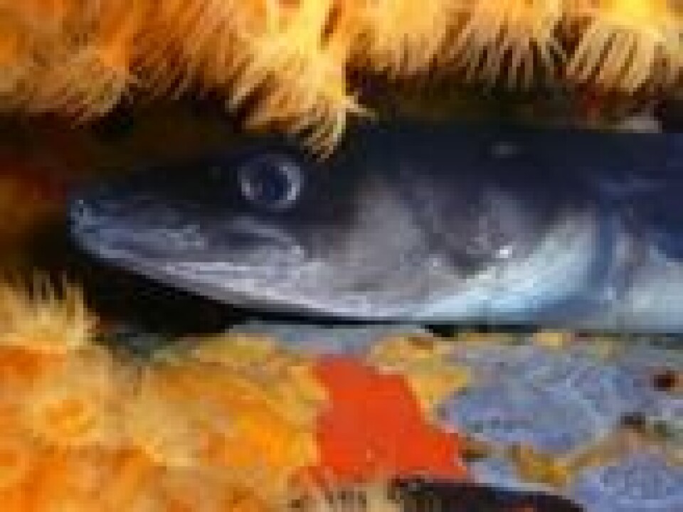 Hodet til en havål. Legg merke til den overbitte munnen. Hodet til en havål. Legg merke til den overbitte munnen.