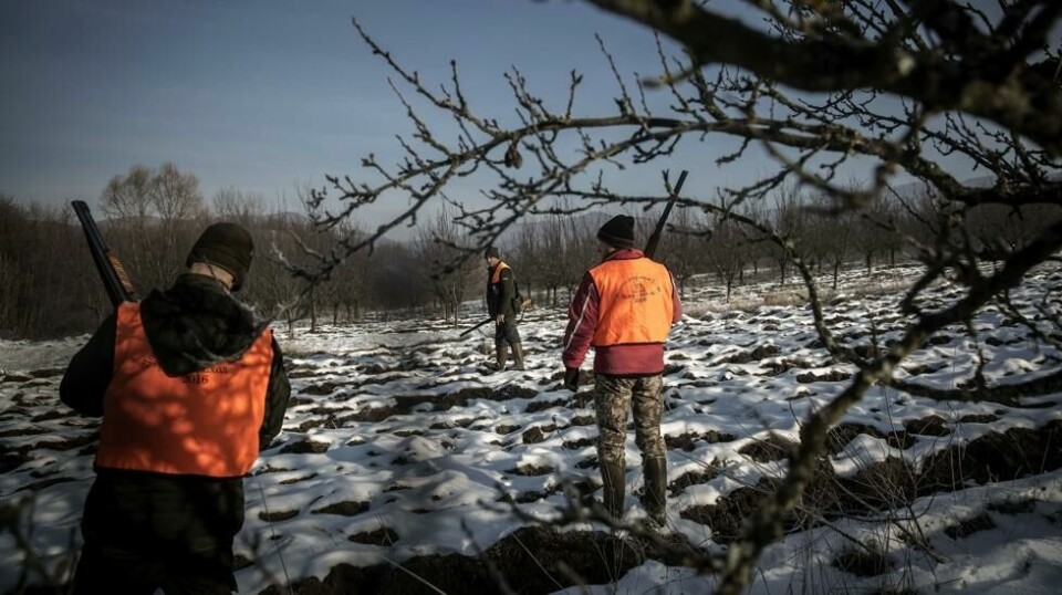 Ulvejakt i Serbia: Jegere på ulvejakt ved Blace, Serbia, 27. januar 2018.