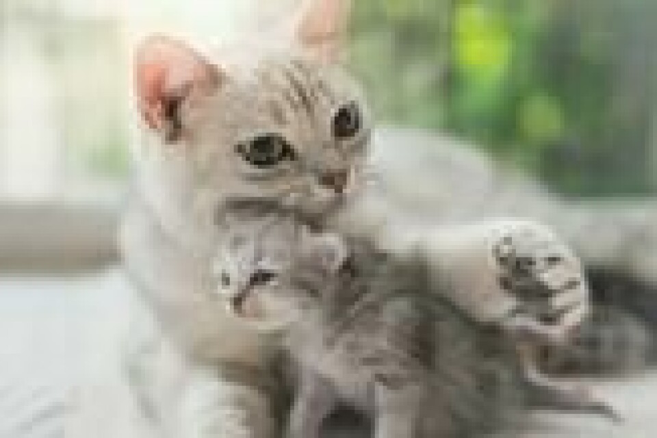 Katten benytter samme språk med mennesker som kattunger bruker til moren sin når de trenger hjelp. Katten benytter samme språk med mennesker som kattunger bruker til moren sin når de trenger hjelp. Foto: Shutterstock / NTB scanpix