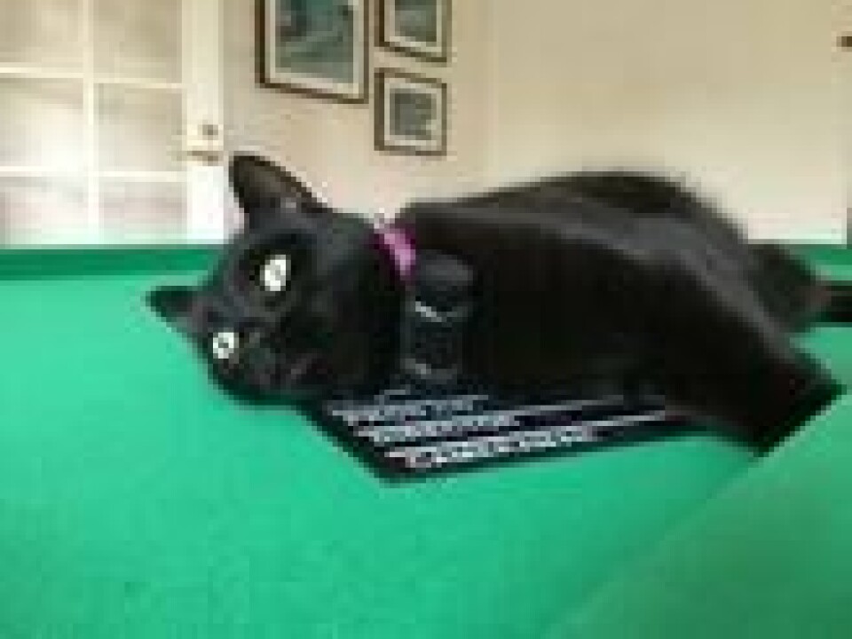 Schötz tok opptak av kattenes lyder for analysering, og her tar Turbo en hvil med mikrofonen om halsen. Foto: Susanne Schötz Schötz tok opptak av kattenes lyder for analysering, og her tar Turbo en hvil med mikrofonen om halsen. Foto: Susanne Schötz