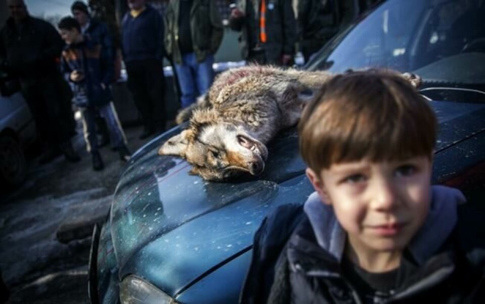 Tilskuere: En gutt står ved en ulvetispe skutt under jakten. Tilskuere: En gutt står ved en ulvetispe skutt under jakten. Foto: Oliver Bunic / AFP
