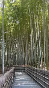 Bambusskog i Kyoto, Japan.