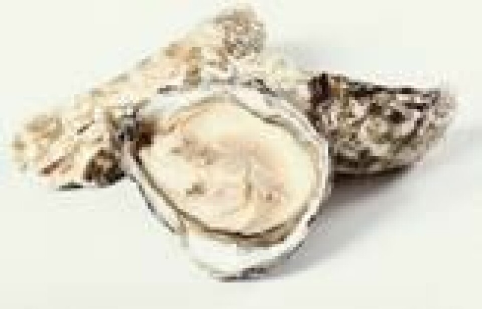 Østers kan være yngleplass for den farlige Vibrio vulnificus-bakterien. Foto: Colourbox.com Østers kan være yngleplass for den farlige Vibrio vulnificus-bakterien. Foto: Colourbox.com