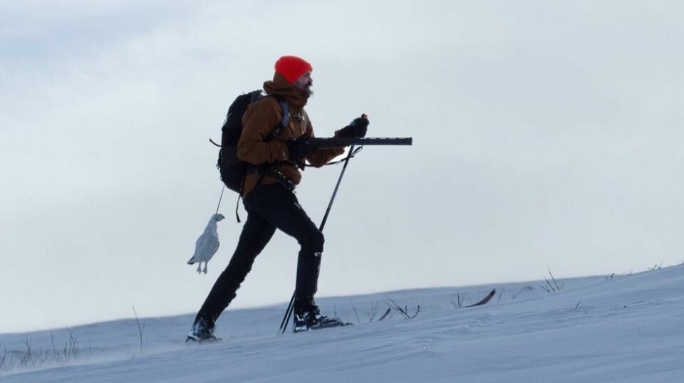 Fra 15. februar blir det ikke lenger lov å bruke blyhagl på rypejakt.
