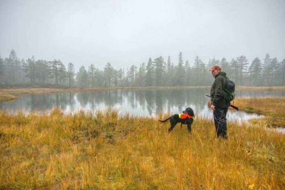 Fra 15. februar i år er det forbud mot bruk av blyhagl under jakt i våtmarksområder. Fra 15. februar i år er det forbud mot bruk av blyhagl under jakt i våtmarksområder. Foto: Torkel Skoglund