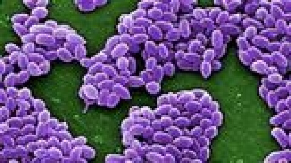Bildet viser bakterien Bacillus anthracis, som forårsaker den dødelige sykdommen miltbrann. Bildet viser bakterien Bacillus anthracis, som forårsaker den dødelige sykdommen miltbrann. Foto: Center for Disease Control/Reuters/NTB