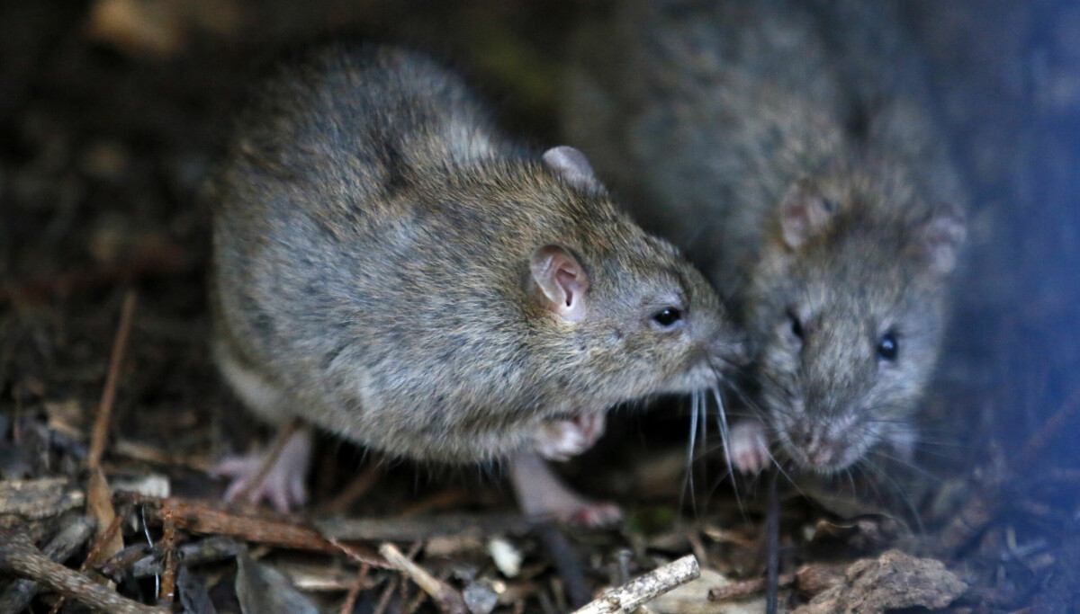 Rottebonanza på kjent julemarked i Oslo: – Positivt overrasket over håndteringen