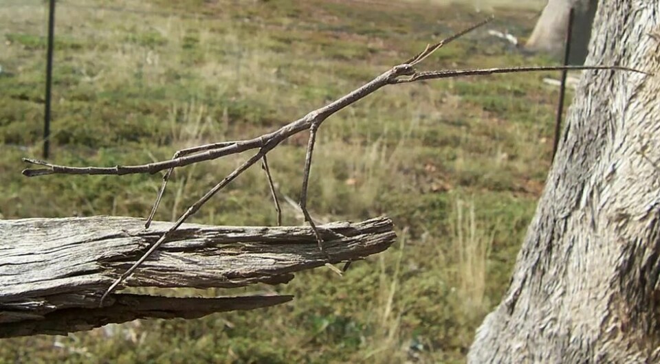 Et pinnedyr strekker seg fra en stokk mot en trestamme. Dyret ligner veldig på en kvist. Pinnedyret Ctenomorphodes chronus har en fantastisk forkledning. (Fir0002, gjort tilgjengelig på Wikimedia Commons) Et pinnedyr strekker seg fra en stokk mot en trestamme. Dyret ligner veldig på en kvist. Pinnedyret Ctenomorphodes chronus har en fantastisk forkledning. (Fir0002, gjort tilgjengelig på Wikimedia Commons)