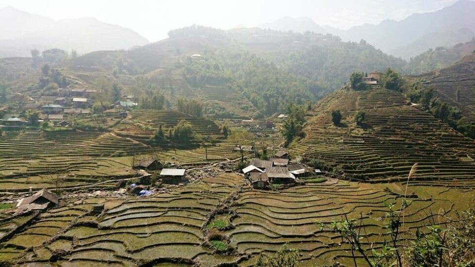 Når risplantene har kommet i jorda og begynt å vokse, vil det skinne i lysende grønt fra rismarkene i Sapa, Vietnam. Når risplantene har kommet i jorda og begynt å vokse, vil det skinne i lysende grønt fra rismarkene i Sapa, Vietnam. Foto: Elisabeth Bergskaug/ABC Nyheter