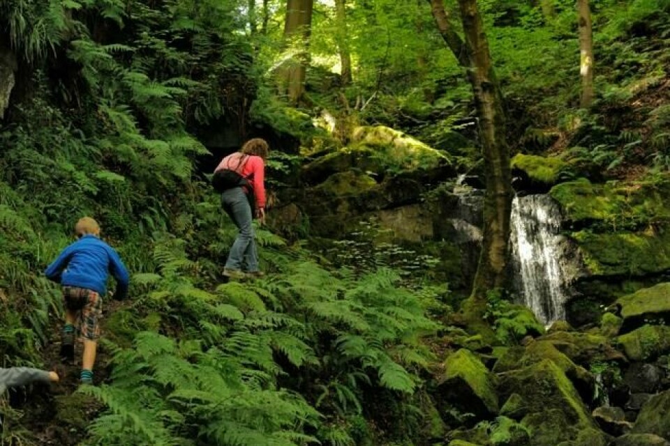 National Trust arrangerer ferier hvor du blant annet hjelper til med å rydde skogsområder. Foto: National trust National Trust arrangerer ferier hvor du blant annet hjelper til med å rydde skogsområder. Foto: National trust