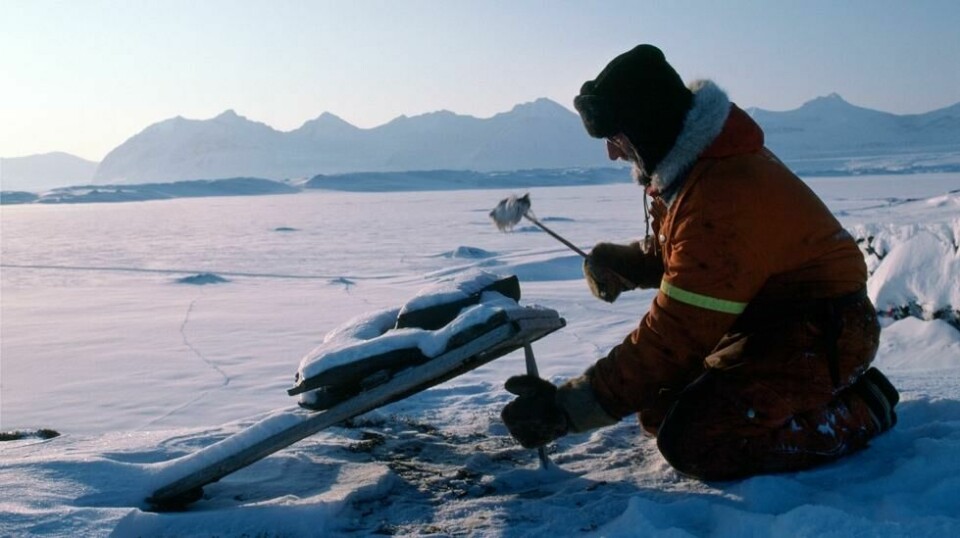 Harald Soleim fangstet rev med tradisjonelle klappfeller. Her ved Sveabreen, på vestsiden av Nordfjorden, i mars 1987. I ferd med å plassere låsepinnen, med rypehode som åte, under fellen, som er lastet med stein. Foto: Birger Amundsen
