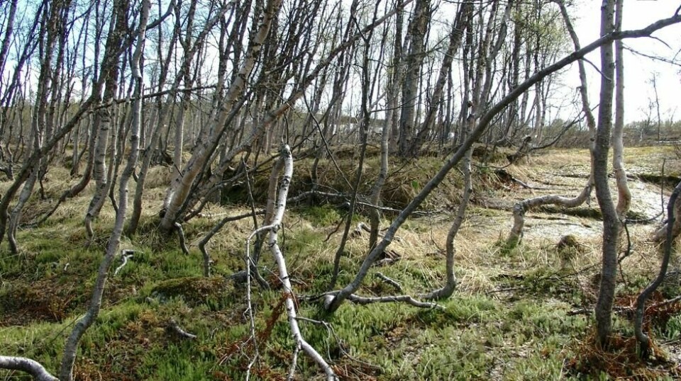 Mellom trærne kan vi se restene av en sti der Bjørnfjell-løpet ble arrangert. Foto: Michael Stokke