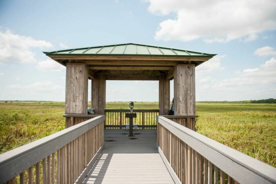 Utkikkspunkt på Creole Nature Trail, Louisiana, USA Utkikkspunkt på Creole Nature Trail, Louisiana, USA
