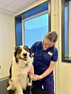 Veterinær i blå uniform undersøker poten til en hund på et undersøkelsesbord på klinikk.