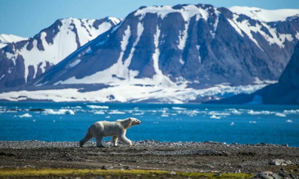 Isbjørnen er den største av verdens bjørnearter, og verdens største landlevende rovdyr. Her ser vi en isbjørn på vndring ved Spitsbergen. Foto: Shutterstock / NTB Scanpix Isbjørnen er den største av verdens bjørnearter, og verdens største landlevende rovdyr. Her ser vi en isbjørn på vndring ved Spitsbergen. Foto: Shutterstock / NTB Scanpix