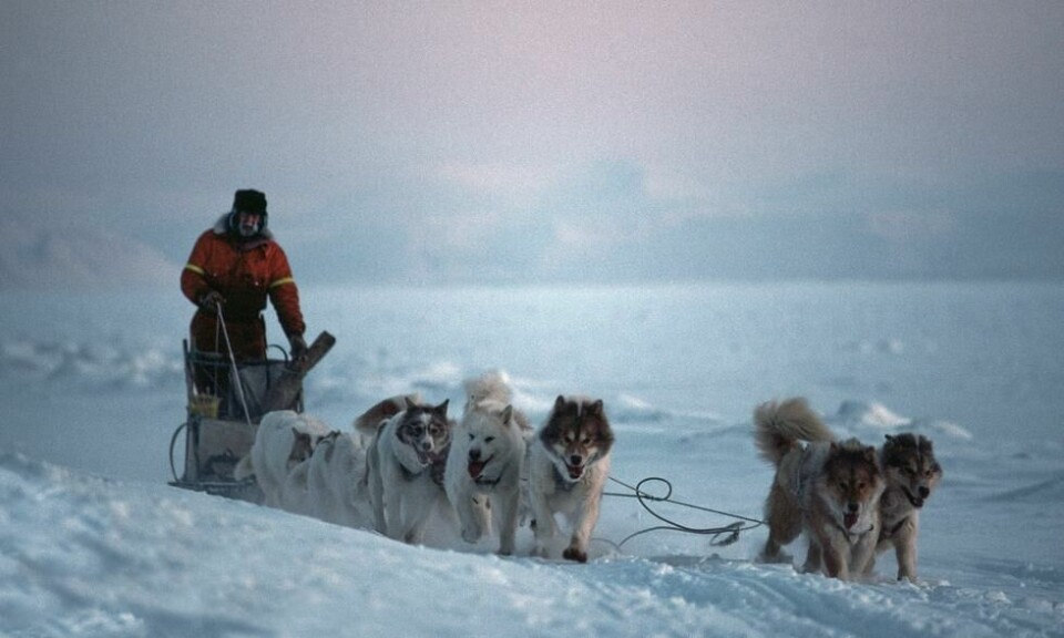 Harald Soleim med hundeslede underveis tilbake til Kapp Wijk etter en fellerunde sørover langs foten av Tschermakfjellet en dag i mars 1987. Foto: Birger Amundsen Harald Soleim med hundeslede underveis tilbake til Kapp Wijk etter en fellerunde sørover langs foten av Tschermakfjellet en dag i mars 1987. Foto: Birger Amundsen