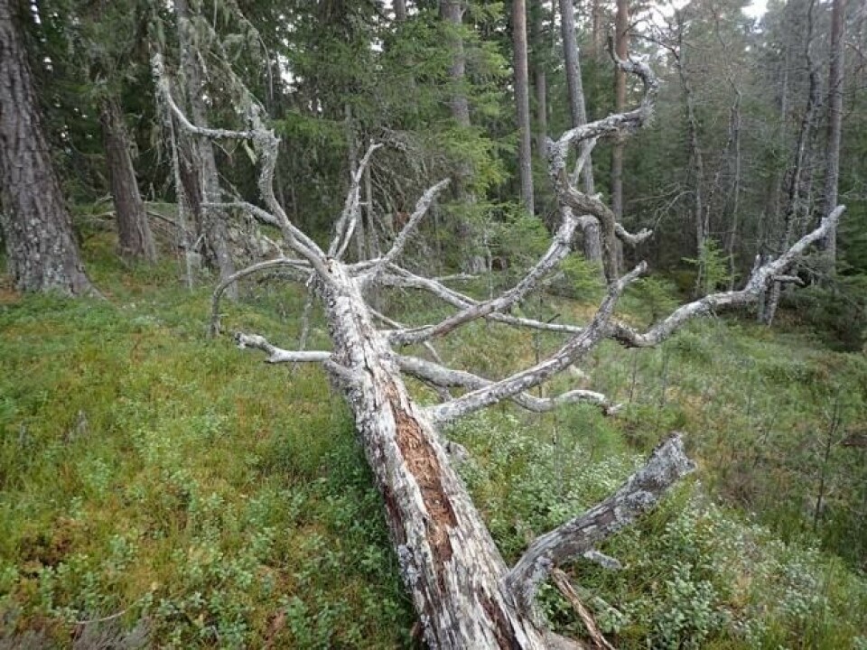Liggende død ved Råaråsen søndag. Liggende død ved Råaråsen søndag. Foto: Helene Lind Jensen / SABIMA