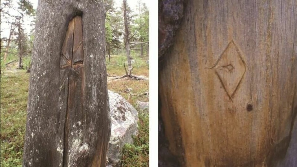 Disse bildene og merkene er fra trær i Vattme naturreservat ved Arjeplog i Sverige. (Foto: Östlund et al, Antiquity 2024)