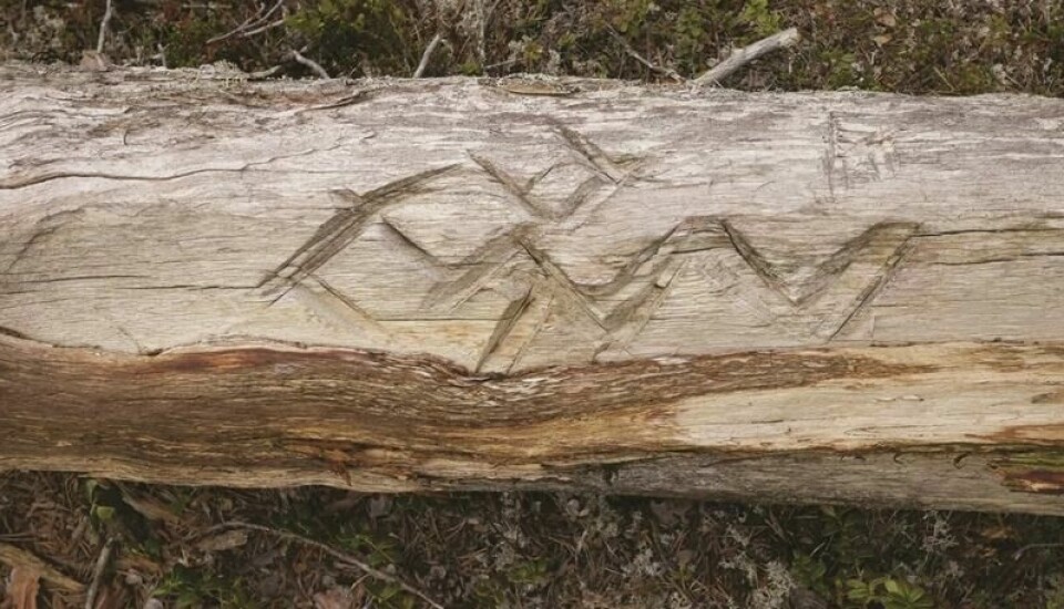 Et annet eksempel på figurer i trestokker fra trær i Vattme naturreservat ved Arjeplog i Sverige. Et annet eksempel på figurer i trestokker fra trær i Vattme naturreservat ved Arjeplog i Sverige. Foto: Östlund et al, Antiquity 2024