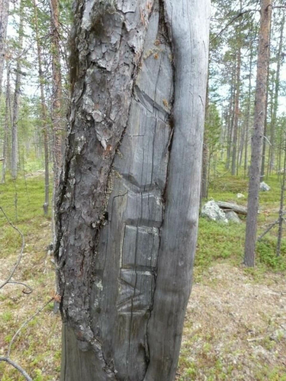 Disse initialene er funnet i veden i et gammel furutre i Øvre Pasvik. Disse initialene er funnet i veden i et gammel furutre i Øvre Pasvik. Foto: Rolf E Schaanning Kollstrøm