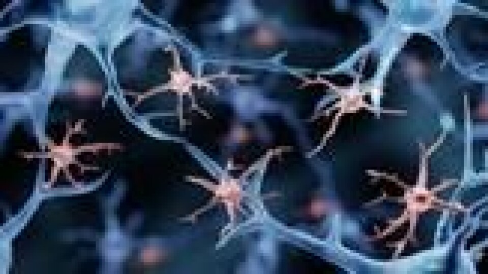 Illustrasjon av immuncellene mikroglia. Overaktivitet av disse kan skade omkringliggende hjernevev. Illustrasjon av immuncellene mikroglia. Overaktivitet av disse kan skade omkringliggende hjernevev. Foto: ART-ur / Shutterstock / NTB