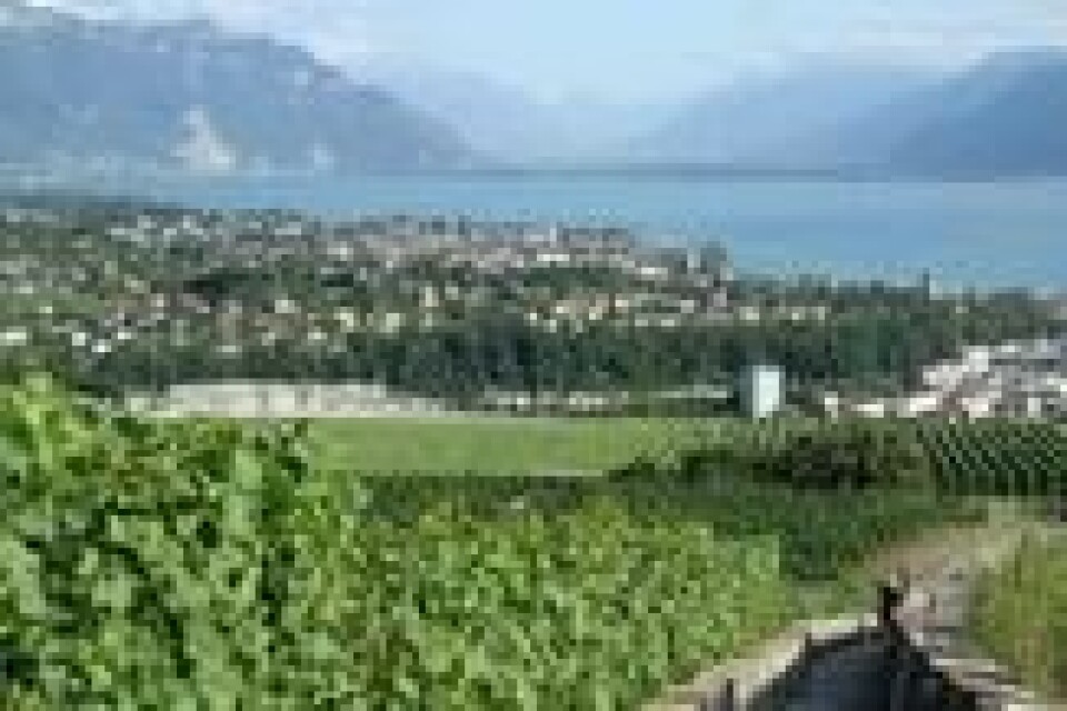 VEVEY: Festivalbyen er omgitt av vinmarker. VEVEY: Festivalbyen er omgitt av vinmarker. Foto: Thomas Vermes / ABC Nyheter