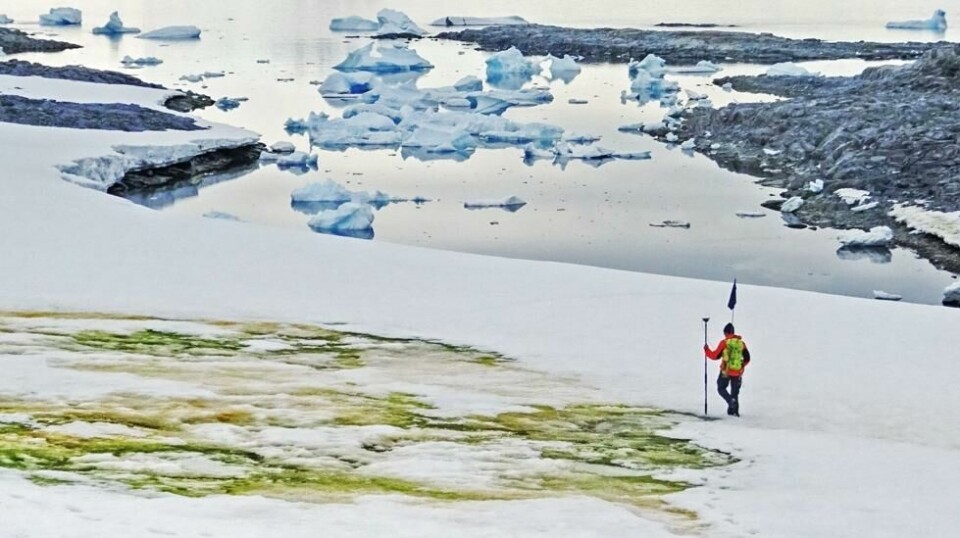 Varmere klima har ført til kraftig algeoppblomstring i Antarktis - som igjen fører til at snøen flere steder har blitt grønn. Foto: AFP / NTB scanpix.