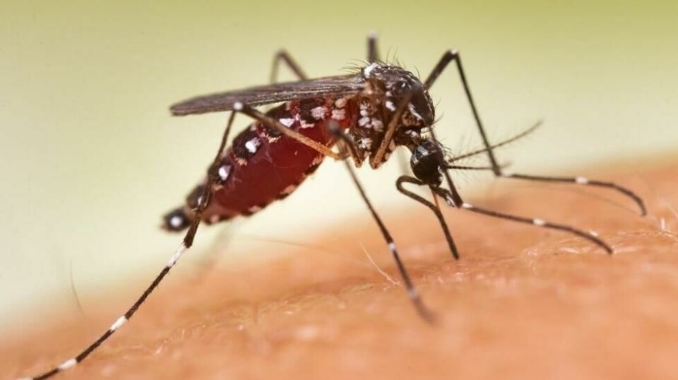 Myggarten Aedes aegypti er glad i menneskeblod. Svetter du mye, kan du være ekstra utsatt for myggestikk. Foto: frank60, Shutterstock, NTB scanpix