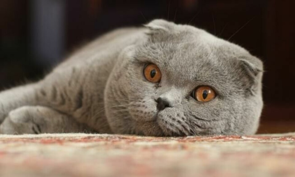 Scottish Fold er en rase som oppstod av en spontan mutasjon i Skottland i 1961. Foto: Wikimedia Scottish Fold er en rase som oppstod av en spontan mutasjon i Skottland i 1961. Foto: Wikimedia