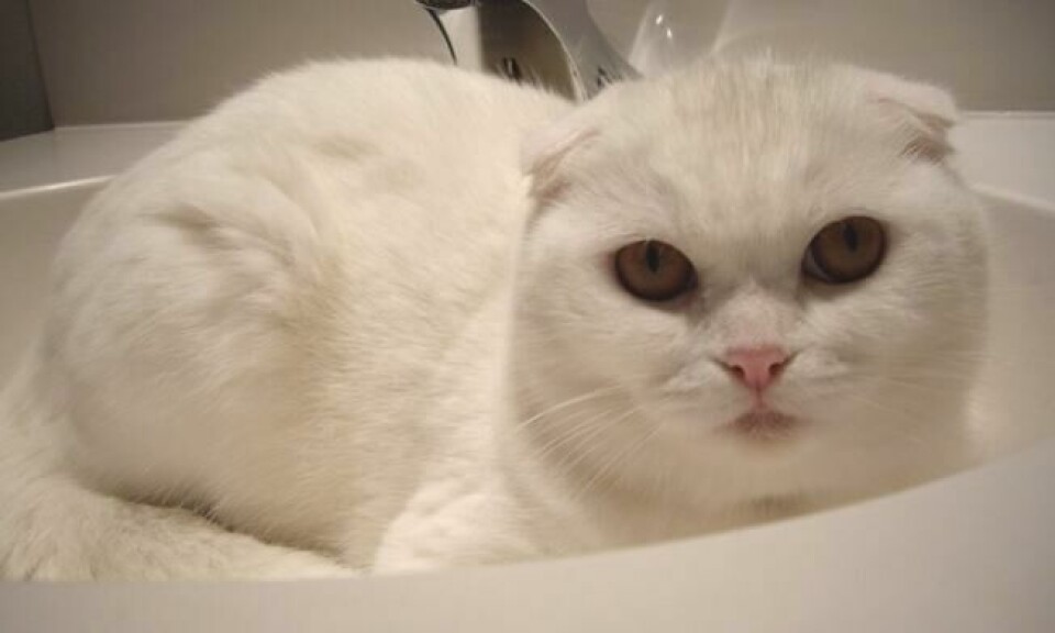 Alle katter av rasen Scottish Fold blir født med rette ører. Men fra de er omkring tre uker gamle, kan oppdrettere ofte se hvilke av kattungene som kommer til å utvikle foldede ører. Foto: Wikimedia Alle katter av rasen Scottish Fold blir født med rette ører. Men fra de er omkring tre uker gamle, kan oppdrettere ofte se hvilke av kattungene som kommer til å utvikle foldede ører. Foto: Wikimedia