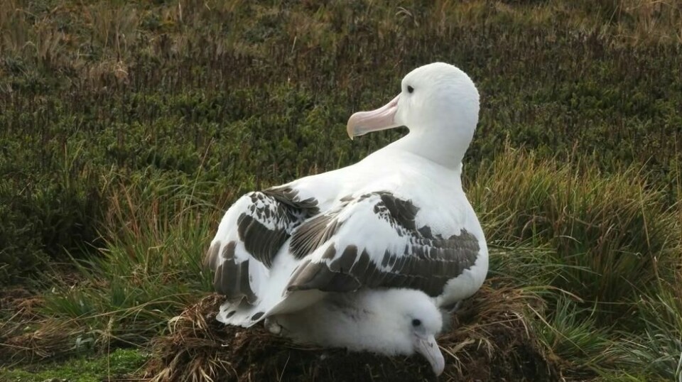 Disse albatrossene har fått ligge i fred, men både voksne fugler og unger blir spist av mus.