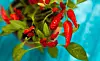 Rød chilipepper. Foto: Colourbox