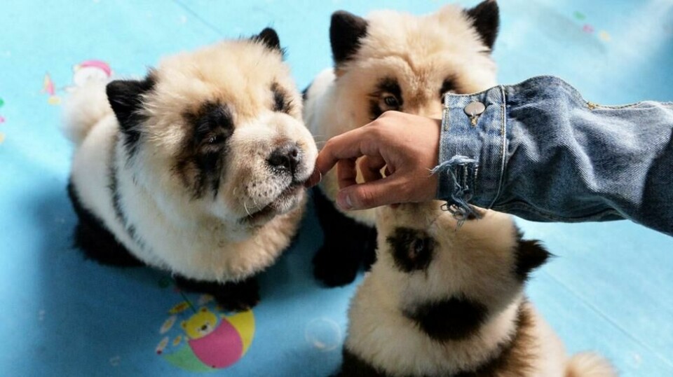 Eieren av Cute Pet Games har høstet massiv kritikk for å ha farget seks chow chow-hunder svarte og hvite. Foto: STR / AFP
