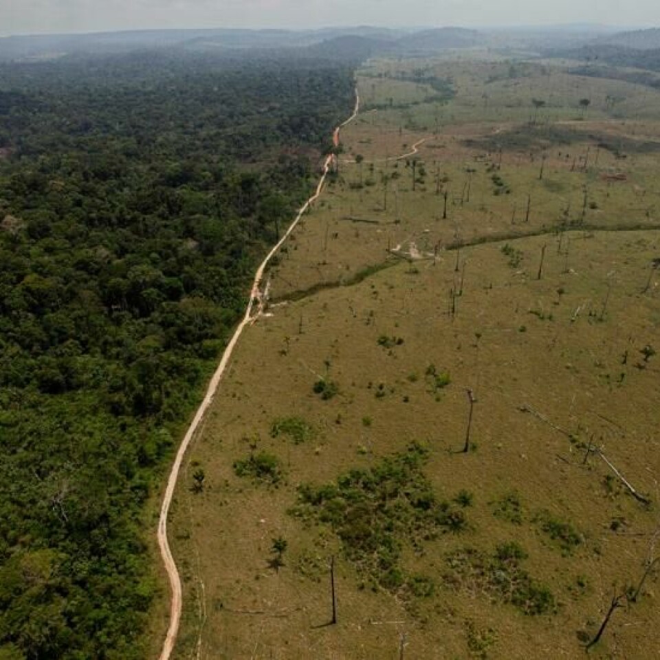AVSKOGING: Amazonas ødelegges igjen fortere enn før. Slik så det ut nær Novo Progresso i Brasils delstat Para. Først blir skogen ryddet for ekstensiv kvegdrift. Deretter rykker soyaproduksjonen fram på arealene.