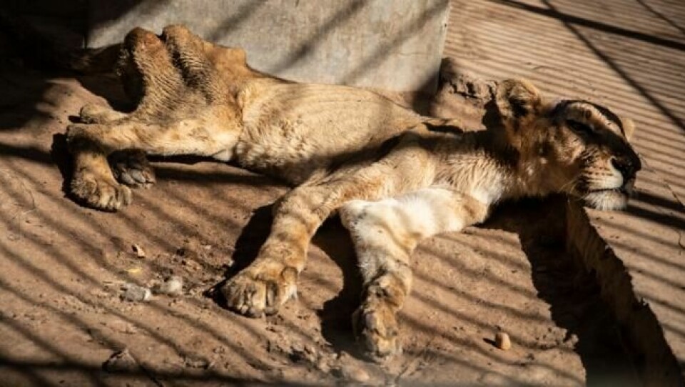 En syk og utmagret løvinne hviler i dyreparken Al-Qurashi Park i Khartoum, Sudan. Flere er døde allerede som følge av underernæring og ubehandlede skader. Foto: AP En syk og utmagret løvinne hviler i dyreparken Al-Qurashi Park i Khartoum, Sudan. Flere er døde allerede som følge av underernæring og ubehandlede skader. Foto: AP