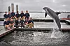 Delfin hopper i basseng foran gruppe mennesker på brygge ved havn
