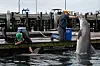 To forskere på kai undersøker delfiner i vann ved en havn.