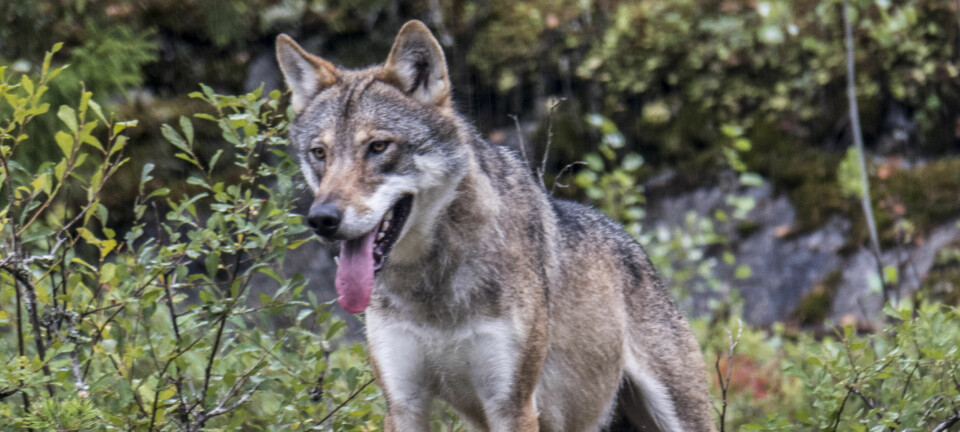 Fladd Fant flådd hund – øker dusøren