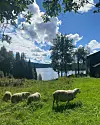 Fire sauer beiter på en grønn eng ved en gårdsbygning med skog og innsjø i bakgrunnen. Nærtur med utsikt: Sau beiter ved en seter med skog og vann ved Kikutstua, typisk for turmålene Johan Haugsrud anbefaler barnefamilier rundt Oslo.
