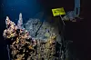 ROV fra Greenpeace holder et gult «Listen To The Science»-skilt ved en mørk undersjøisk klippe.