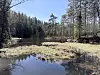 Lite skogsvann omgitt av trær og myr en solrik dag i skogen.