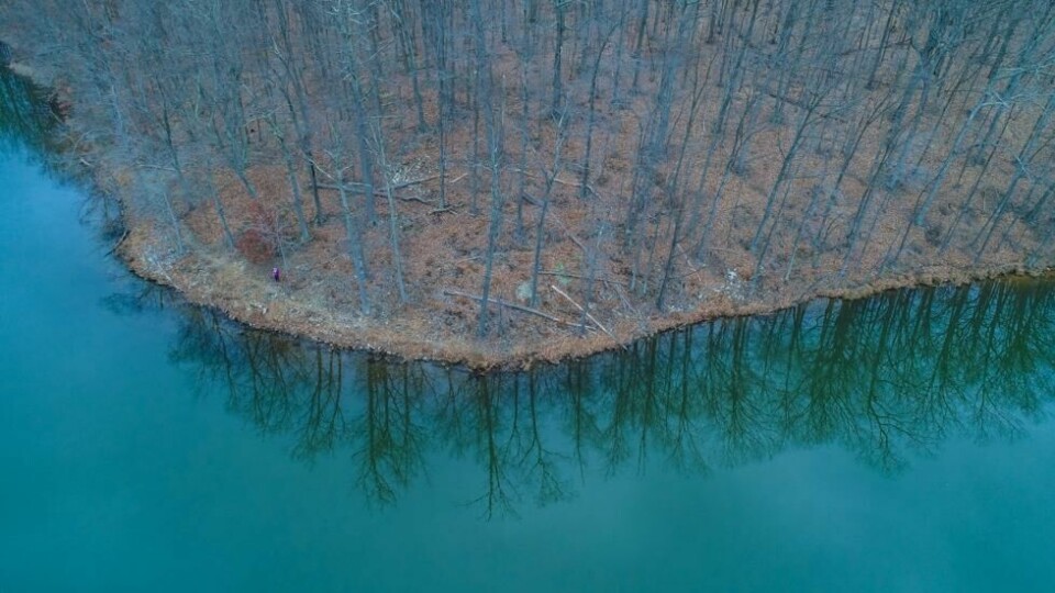 En av tidenes største skrekkfilmer, «The Blair Witch Project», ble skutt i skogen i Seneca Creek State Park i Maryland i USA. En av tidenes største skrekkfilmer, «The Blair Witch Project», ble skutt i skogen i Seneca Creek State Park i Maryland i USA. Foto: Nicole Glass Photography / Shutterstock / NTB