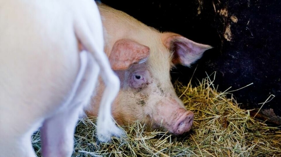 Økende vold mot griser i norsk landbruk førte til en advarsel fra Mattilsynet. Nå beklager Mattilsynet at deler av innholdet er feil. Foto: Gorm Kallestad / NTB