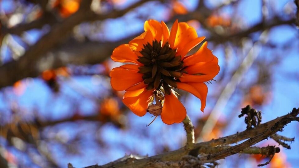 Planten Erythrina Caffra bytter nå navn.