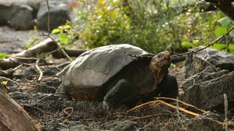 Man trodde at Chelonoidis phantasticus-skilpadden døde ut for hundre år siden. Den ble nylig gjenoppdaget på Galapagos. Foto: Galapagos National Park via AP