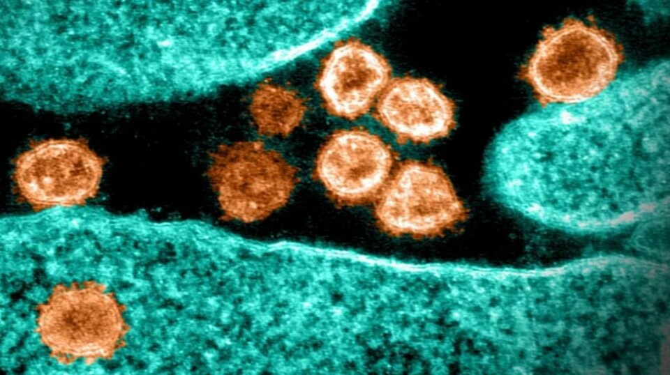 Den nye delta-varianten har vist seg å ha egenskaper som gjør den bedre i stand til å slippe unna immunitet og dermed gjøre mennesker syke. Dette bildet viser et coronavirus laget av et elektronmikroskop, på vei ut av en infisert celle, etter å ha tvunget den til å lage kopier av viruset.