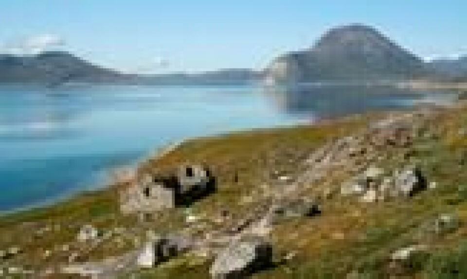 Ruinene av Hvalsøy kirke. Den ble trolig bygd på begynnelsen av 1300-tallet, og lå i det som Eirik Raude ga navnet Austerbygda da vikingene etablerte seg på Grønland omkring 1000. Dette var ett av få steder der vikingene ikke hadde sex med lokalbefolkningen. Vikingbefolkningen på Grønland døde ut på 1400-tallet. Foto: Christian Koch Madsen / AP Ruinene av Hvalsøy kirke. Den ble trolig bygd på begynnelsen av 1300-tallet, og lå i det som Eirik Raude ga navnet Austerbygda da vikingene etablerte seg på Grønland omkring 1000. Dette var ett av få steder der vikingene ikke hadde sex med lokalbefolkningen. Vikingbefolkningen på Grønland døde ut på 1400-tallet. Foto: Christian Koch Madsen / AP