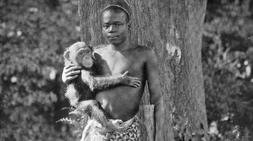 I september 1906 ble afrikanske Ota Benga låst inn i apeburet og gjort til en av hovedattraksjonene i Bronx zoologiske hage. Den unge mannen fra Kongo ble raskt en favoritt, men for Ota Benga selv hadde tragediene så vidt begynt. Foto: Wikimedia Commons.