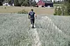 En mann går langs en smal sti gjennom en kornåker ved gårdsbygninger og åpent jordbruksland.